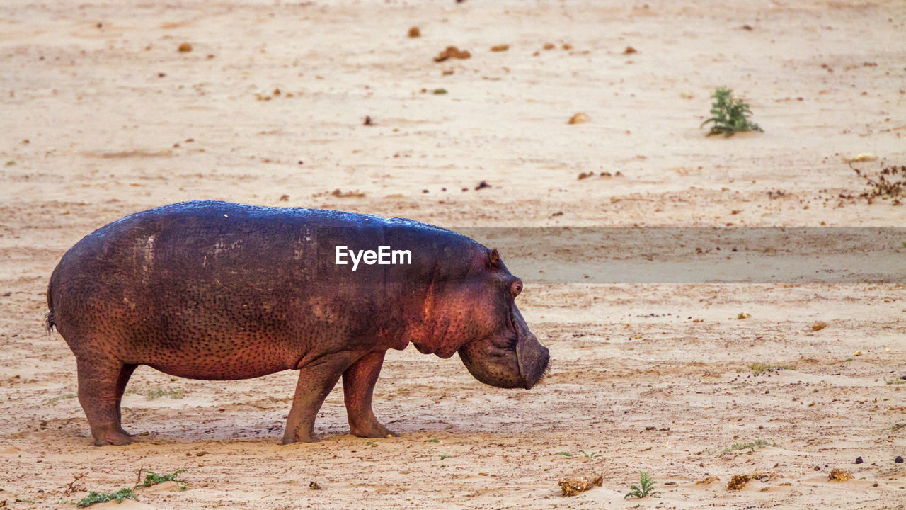 Hippopotamus at national park