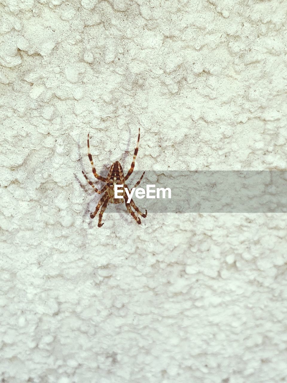 CLOSE-UP OF SPIDER ON LEAF