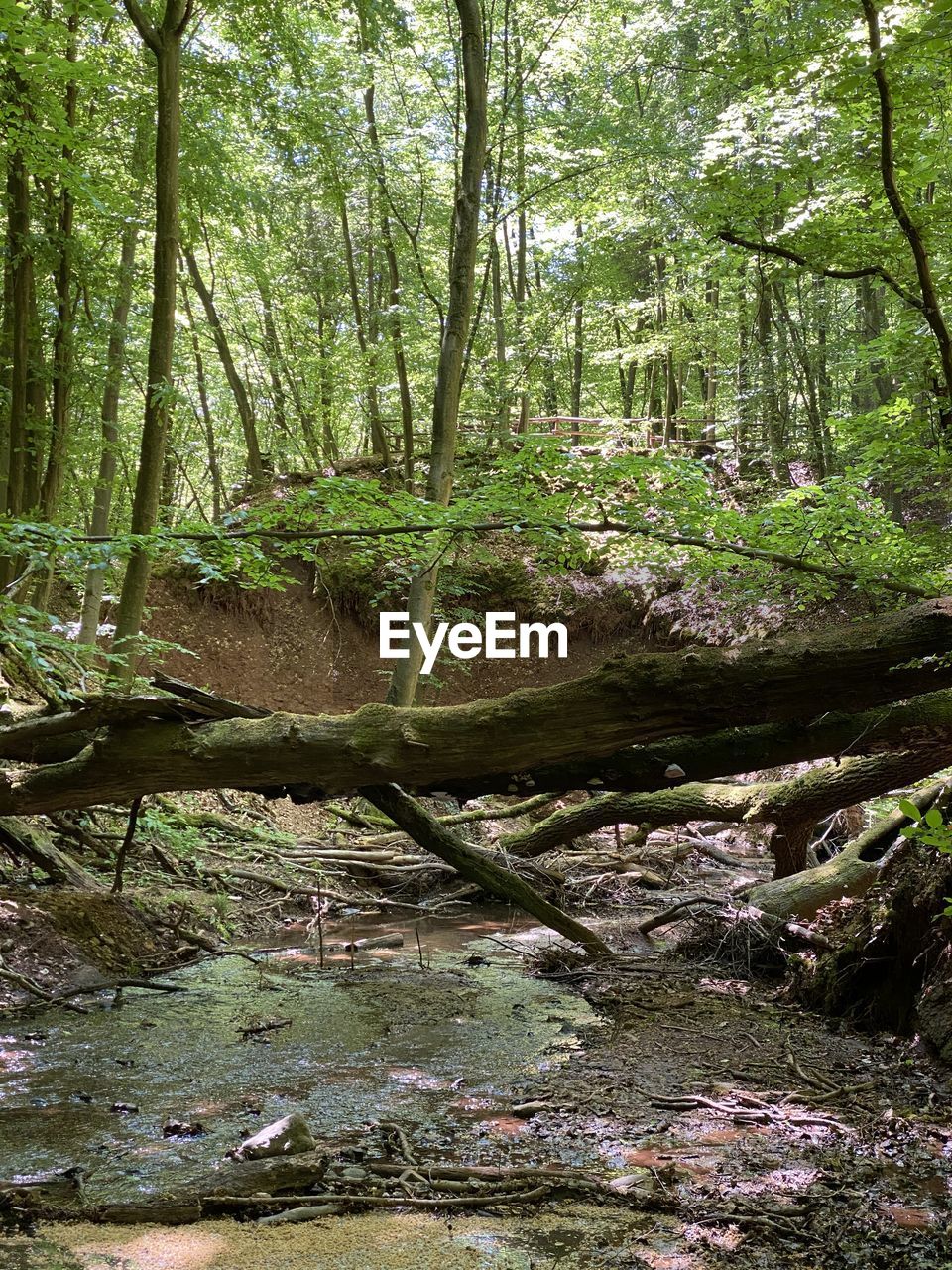 PLANTS GROWING IN FOREST