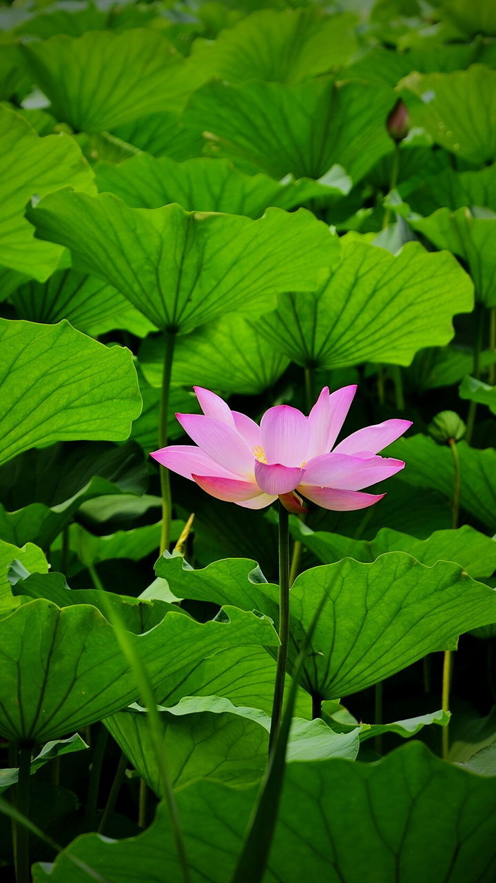 Close-up of lotus blooming outdoors