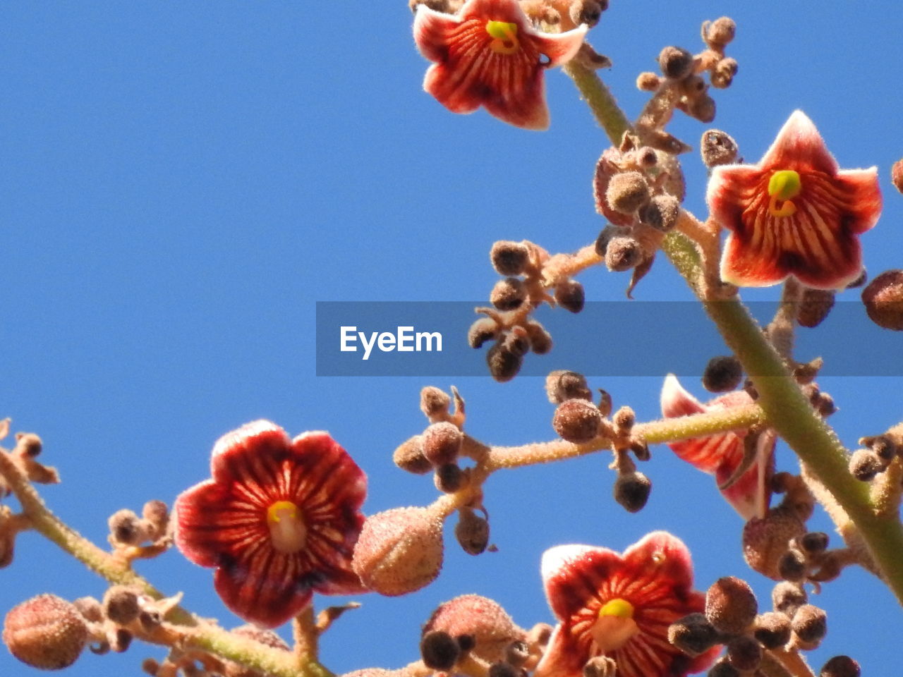 LOW ANGLE VIEW OF CHERRY BLOSSOMS AGAINST SKY