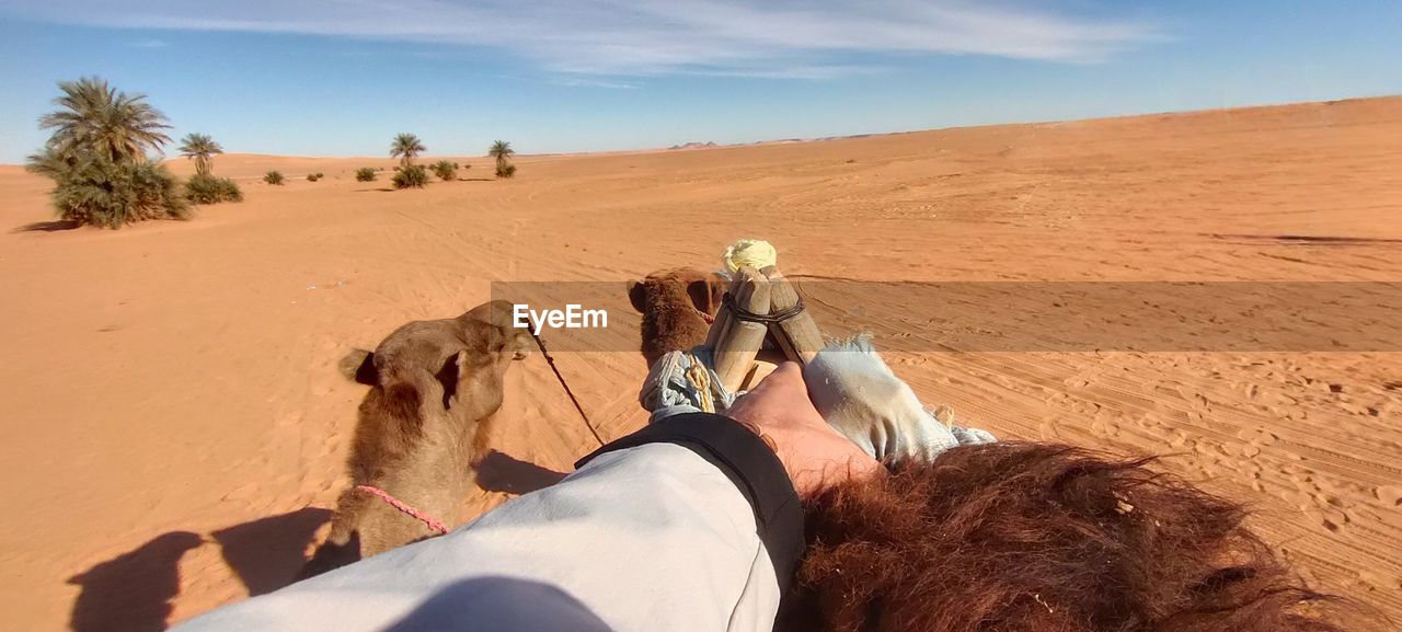 land, desert, natural environment, sand, sand dune, erg, camel, nature, landscape, climate, animal, sky, environment, animal themes, domestic animals, mammal, adult, one person, travel, scenics - nature, arid climate, travel destinations, sunlight, day, group of animals, animal wildlife, outdoors, personal perspective, dry, heat, tourism, working animal, leisure activity, beauty in nature, pet, holiday, adventure, vacation, cloud, journey, activity, shadow, men, arabian camel, horizon over land, trip, lifestyles, remote