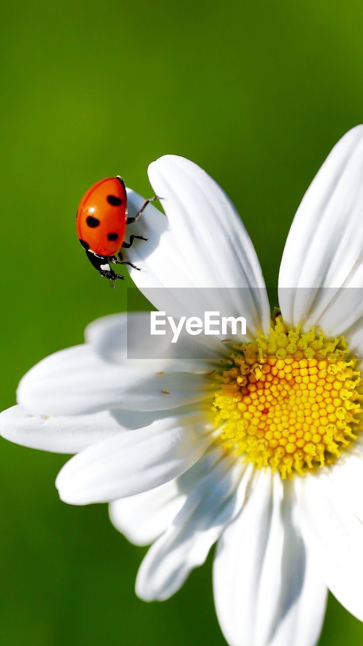 CLOSE-UP OF LADYBUG ON WHITE FLOWERING PLANT