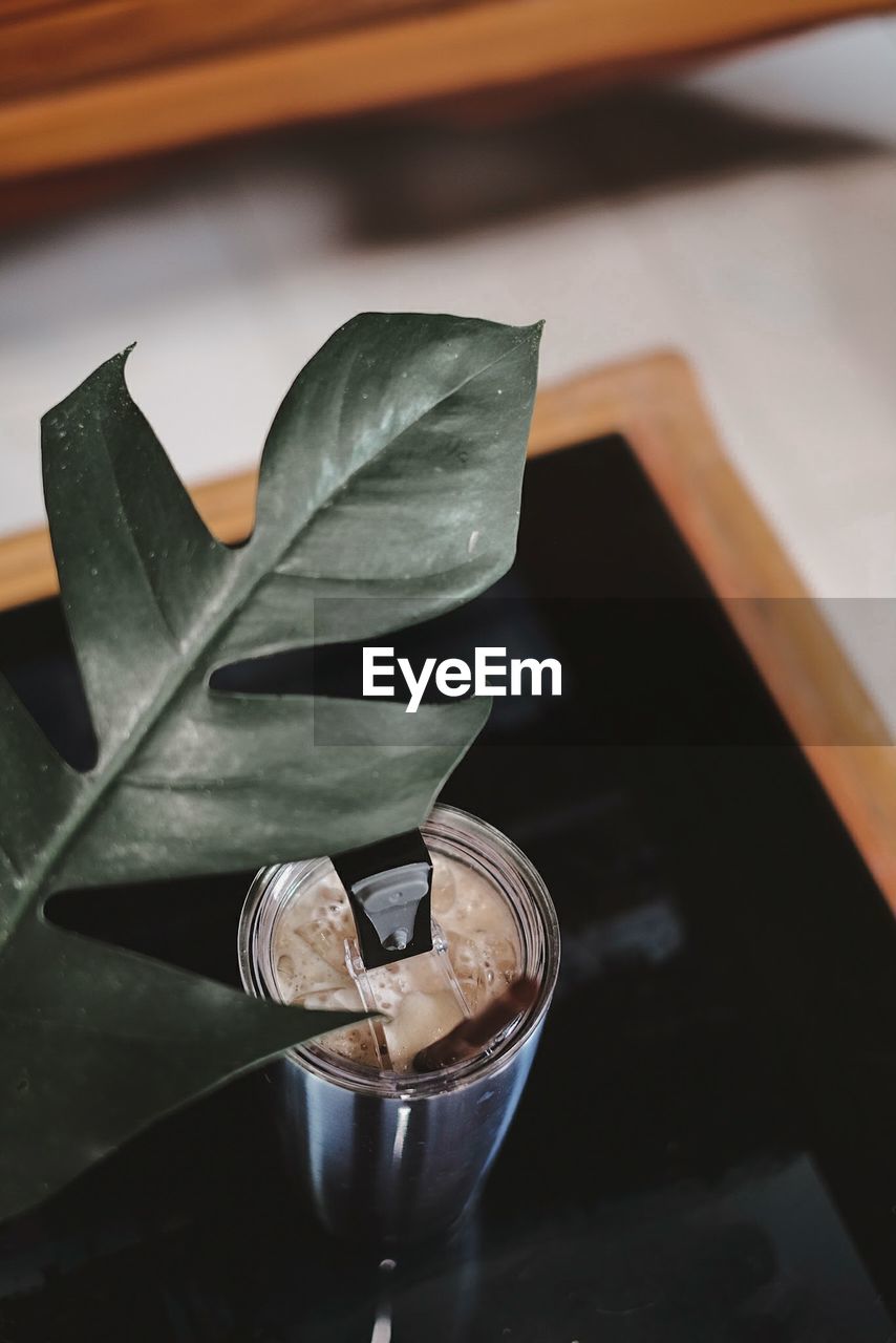 HIGH ANGLE VIEW OF PLANT ON TABLE