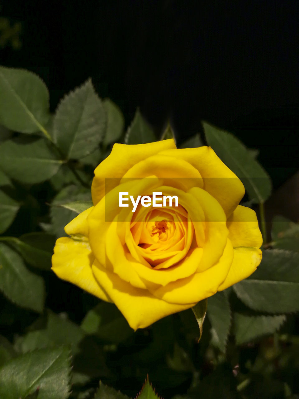 YELLOW ROSE BLOOMING OUTDOORS