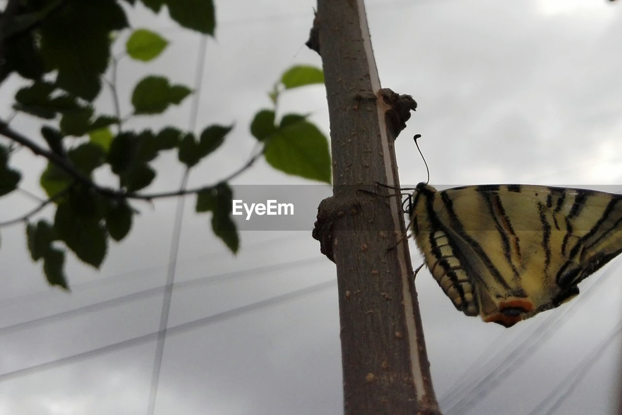 CLOSE-UP OF BUTTERFLY PERCHING ON TREE