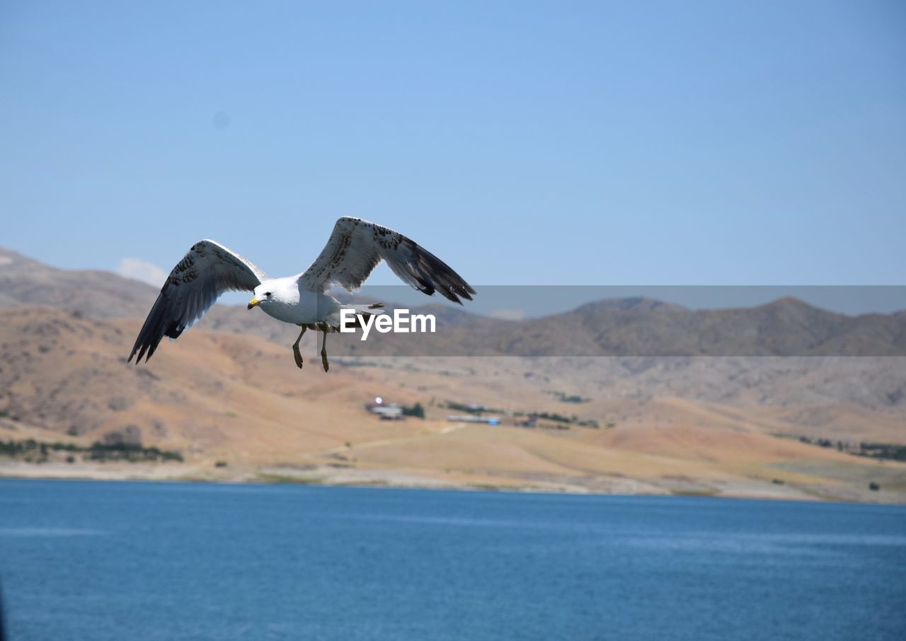 SEAGULLS FLYING IN THE SEA