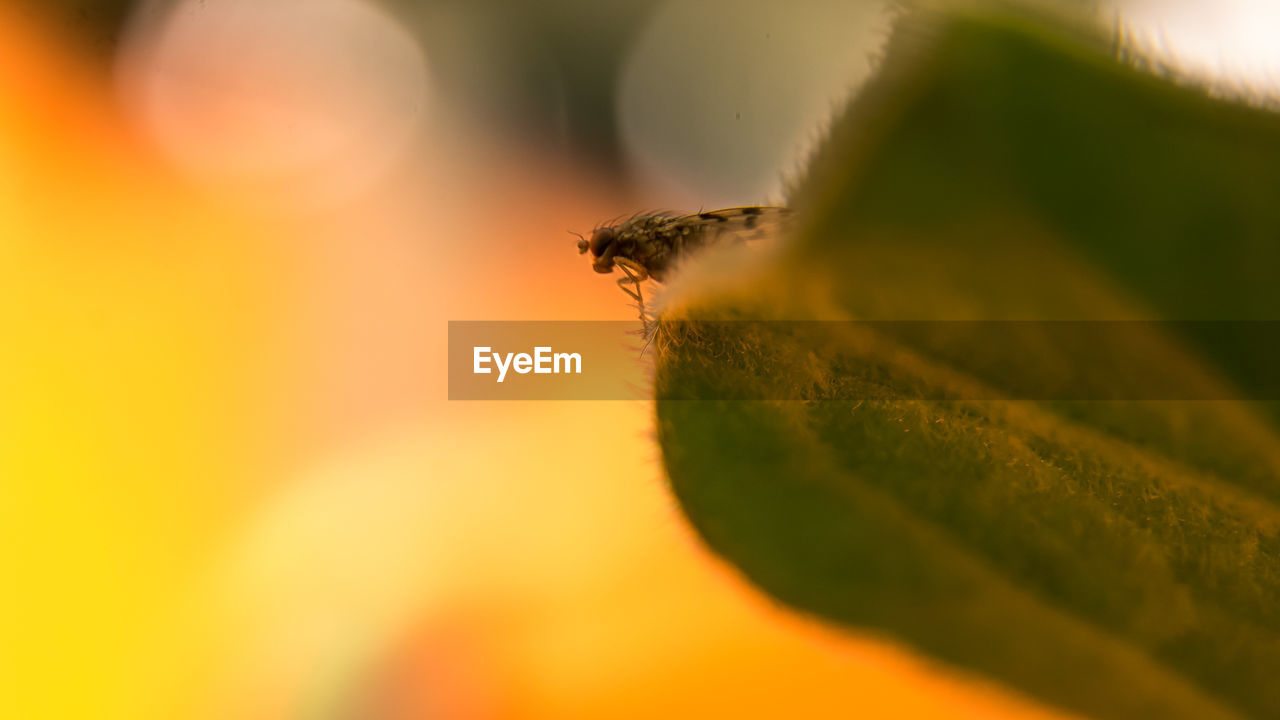 Close-up of insect on leaf