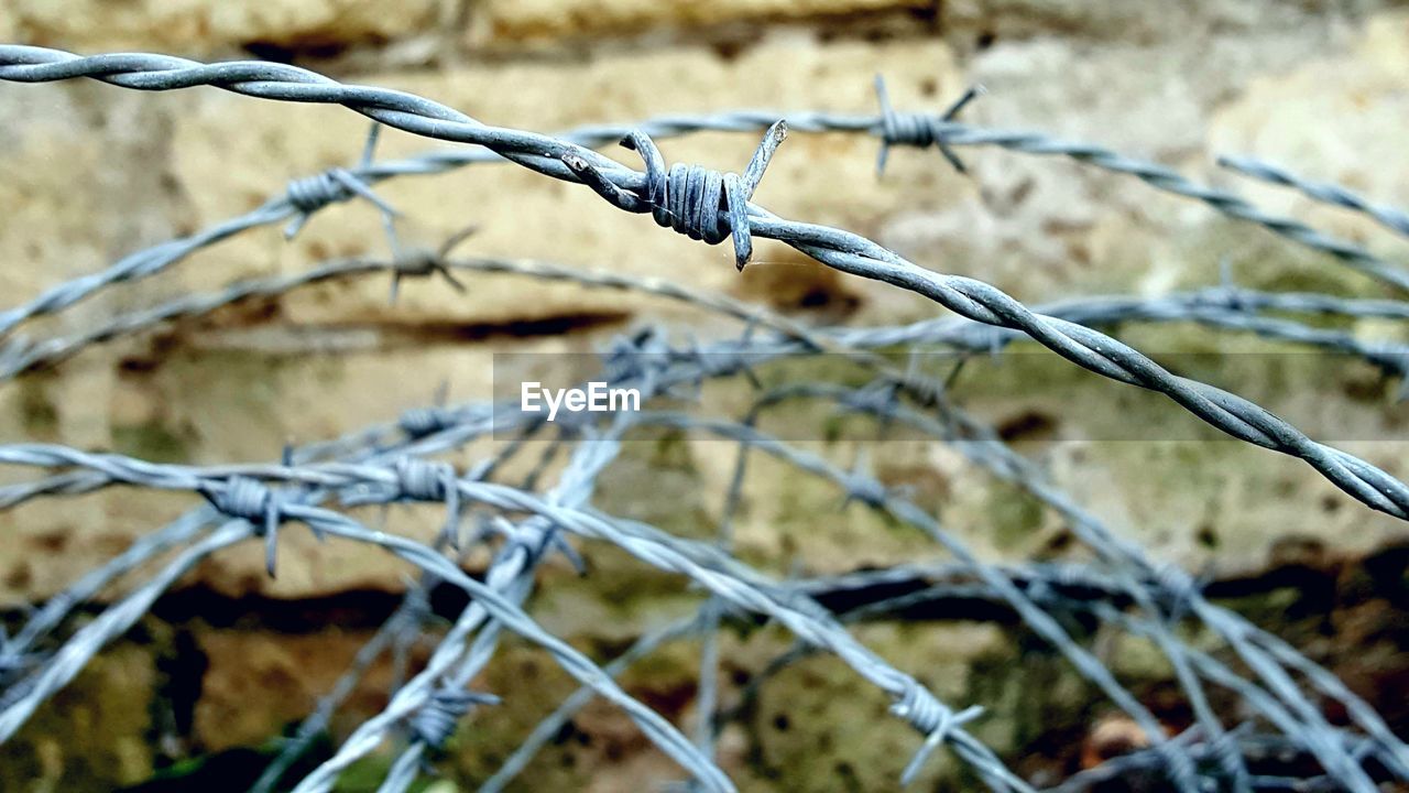 CLOSE-UP OF BARBED WIRE ON PLANT