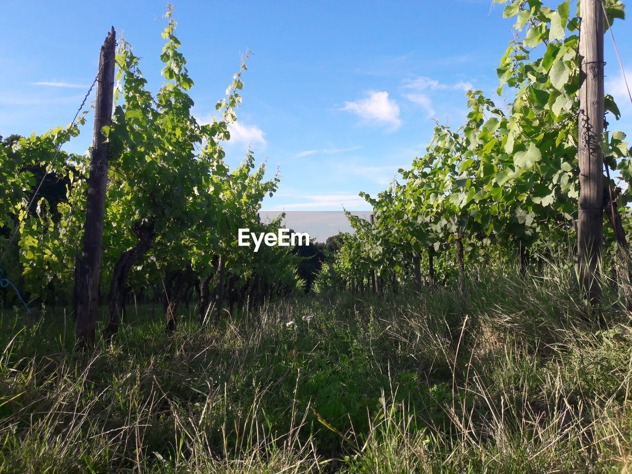 Plants growing on field against sky