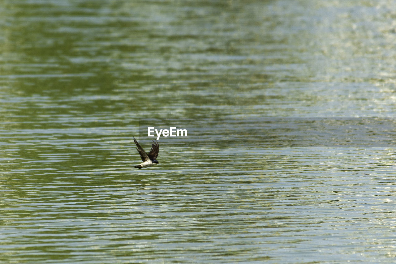 BIRDS FLYING OVER LAKE