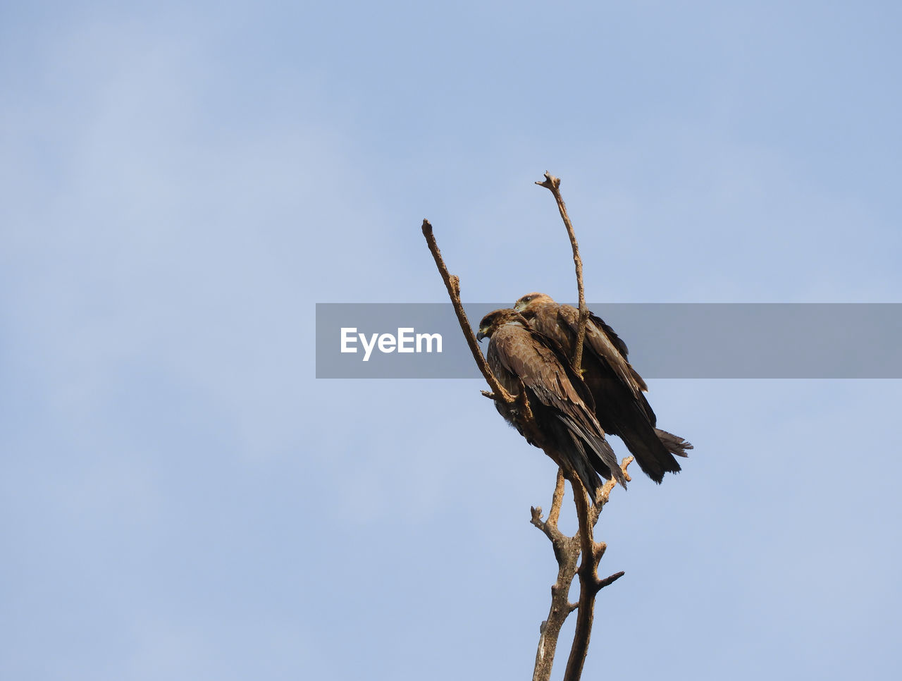 Low angle view of eagles perching on branch against sky