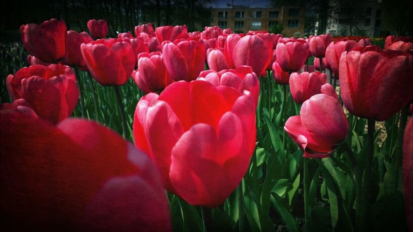CLOSE-UP OF TULIPS
