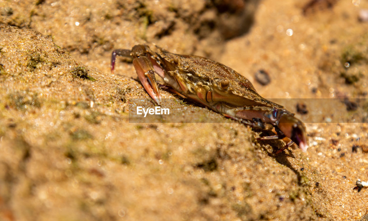 Close-up of crab on rock