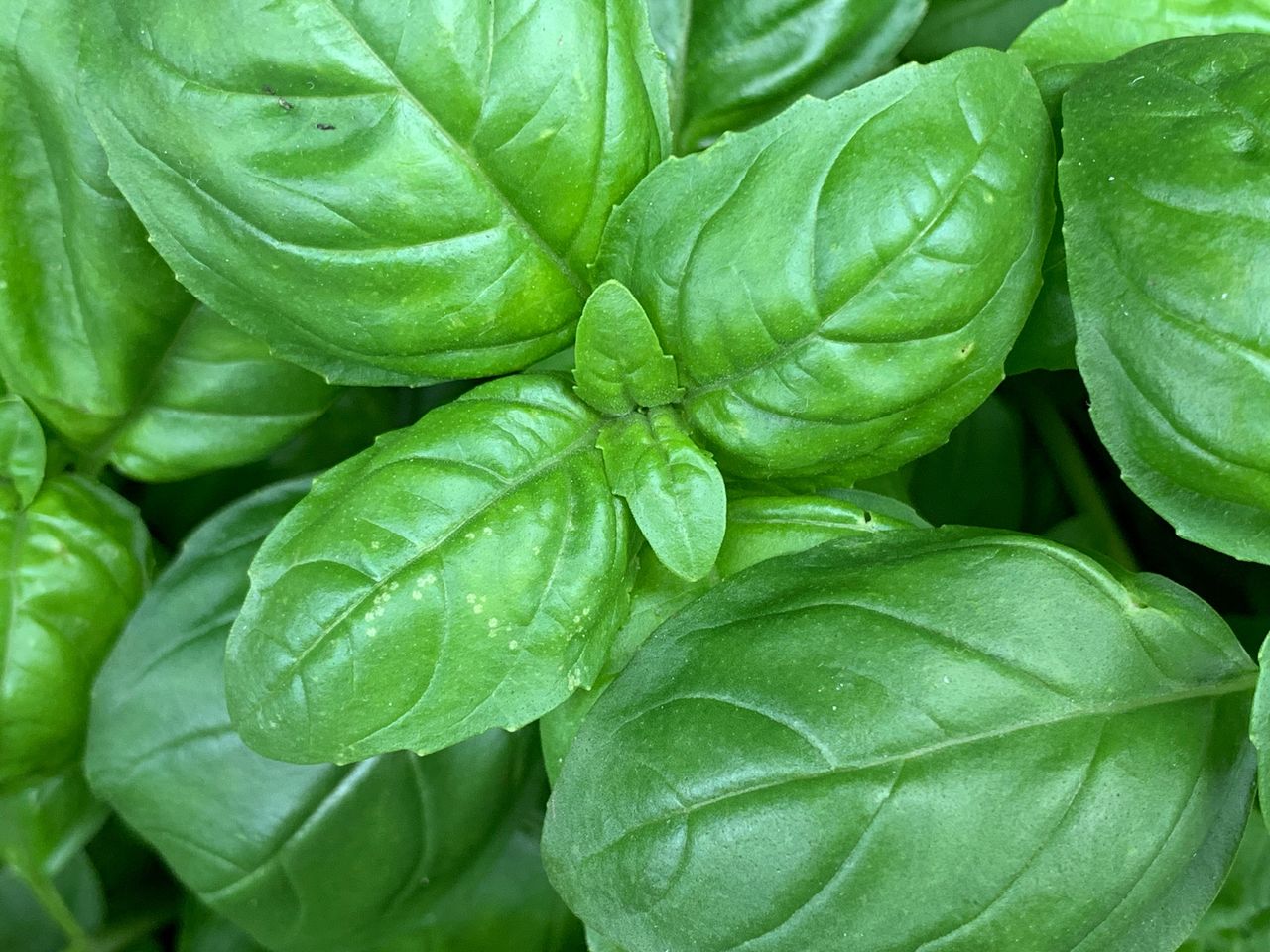 CLOSE-UP OF FRESH GREEN LEAVES