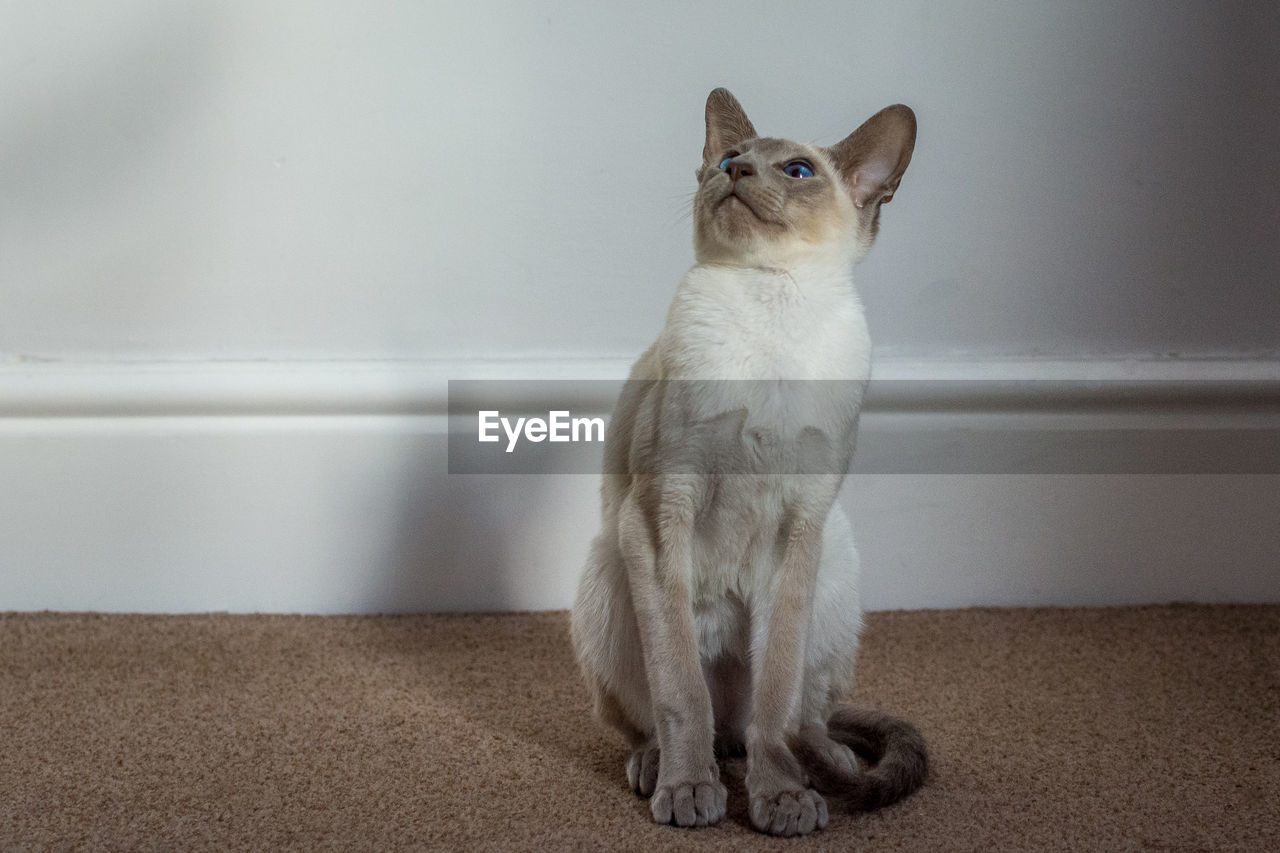 Cat looking away while sitting on wall at home