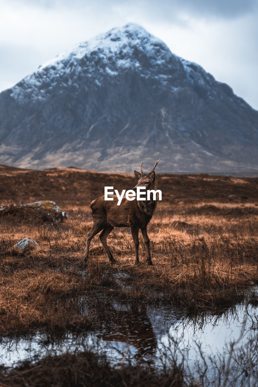 A wild deer in glencoe in the scottish highlands. 