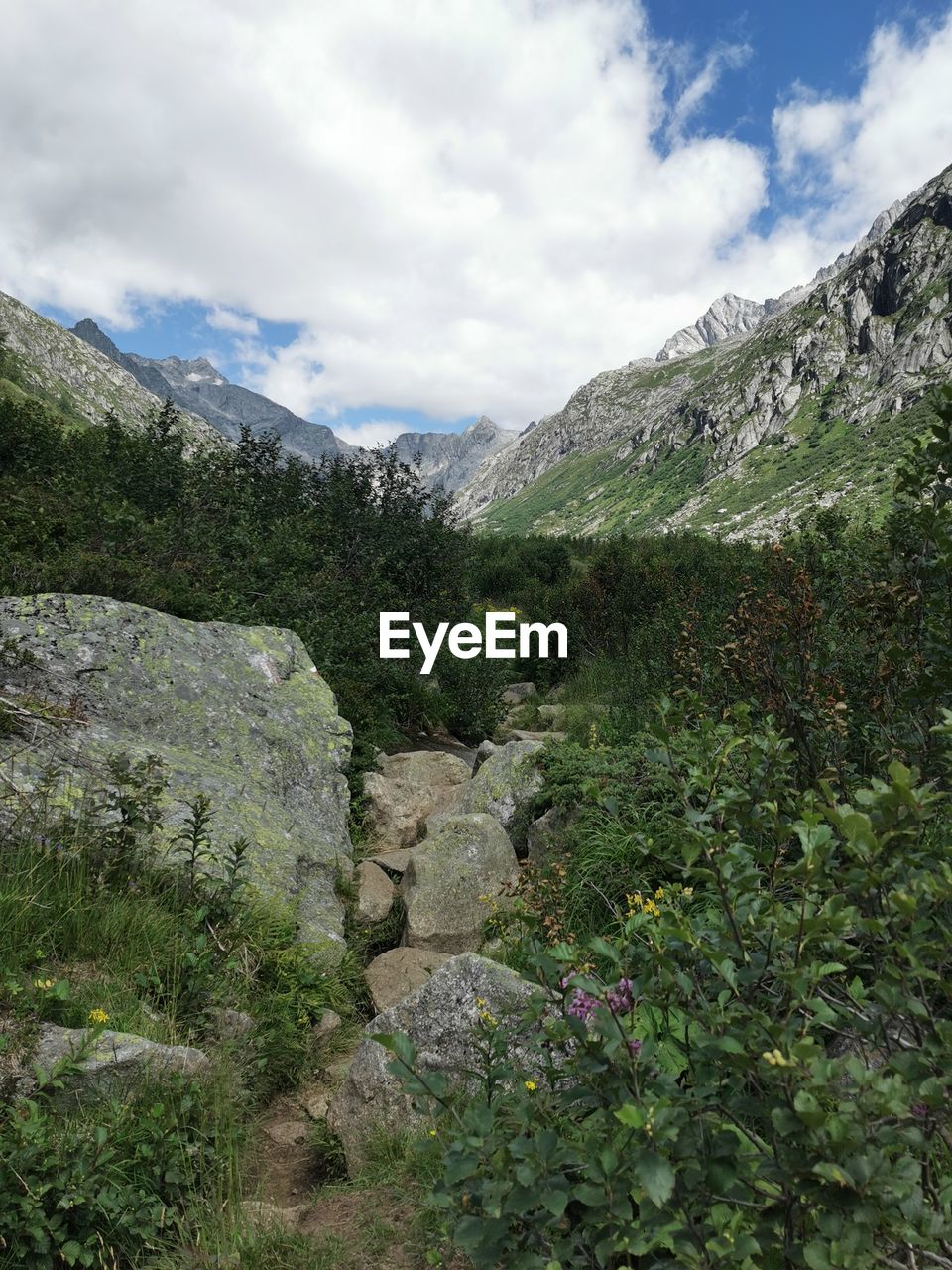 mountain, cloud, plant, sky, scenics - nature, beauty in nature, environment, nature, landscape, mountain range, tree, land, ridge, no people, wilderness, travel, coniferous tree, rock, non-urban scene, valley, forest, walking, travel destinations, pine tree, tranquility, pinaceae, day, green, adventure, tranquil scene, trail, outdoors, tourism, pine woodland, mountain pass, plateau, flower, activity, highland, leisure activity, idyllic, water