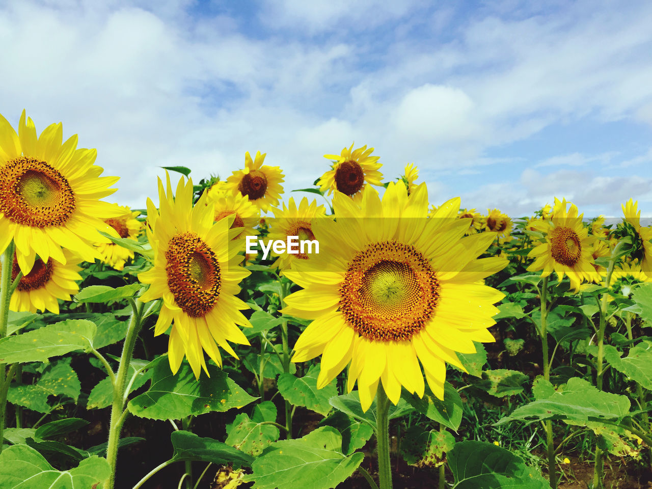 Close-up of yellow flowering plant on field