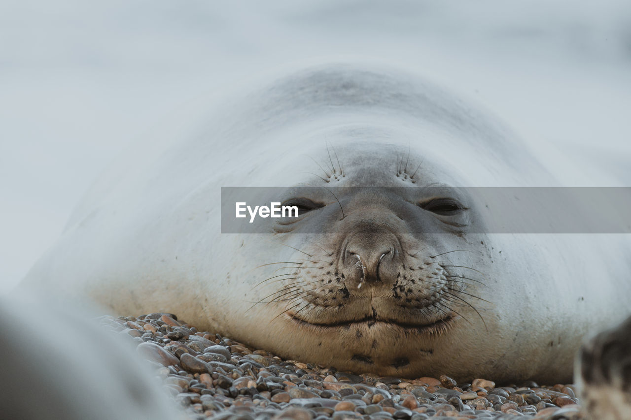 Close-up portrait of seal 