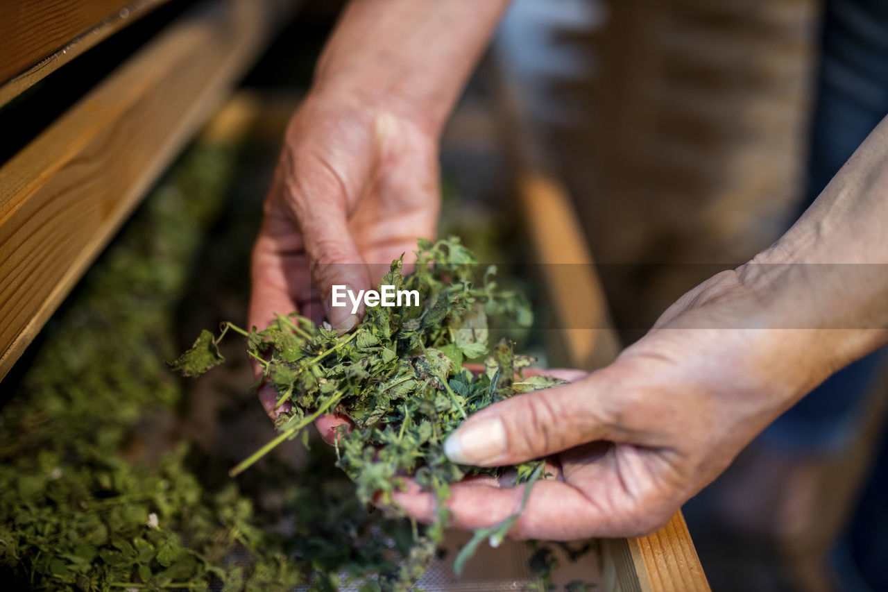 Woman holding green herbs over shelf