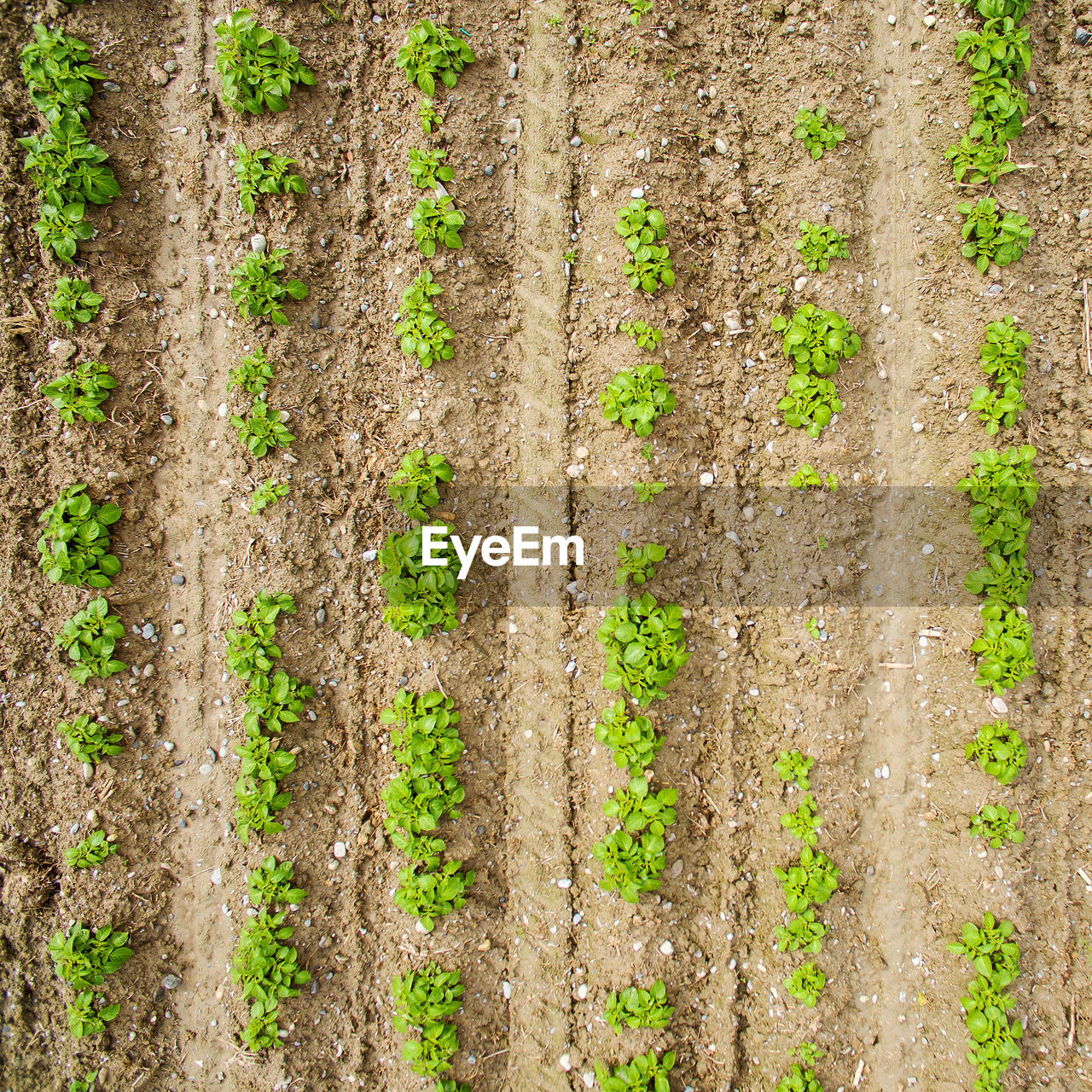 FULL FRAME SHOT OF TREE TRUNK IN FIELD