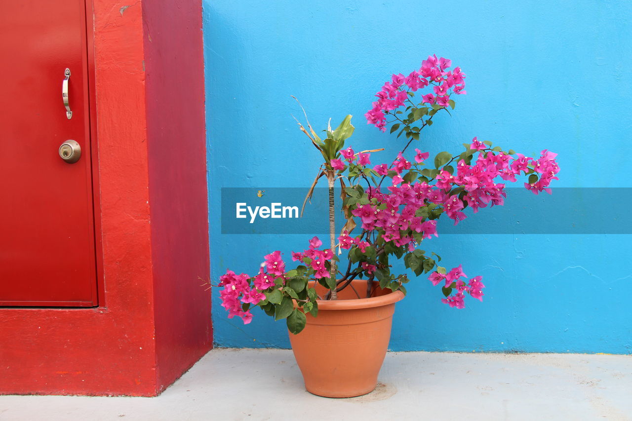 POTTED PLANT BY RED DOOR
