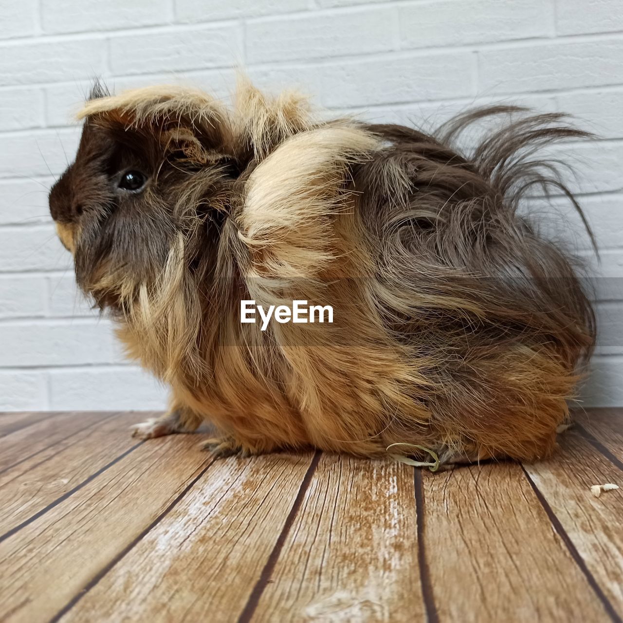 Brown cute peruvian guinea pig