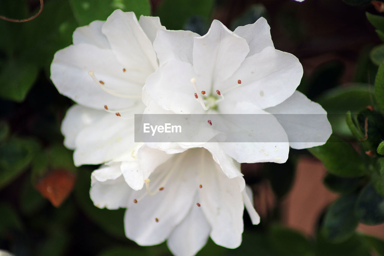 CLOSE-UP OF WHITE FLOWERS