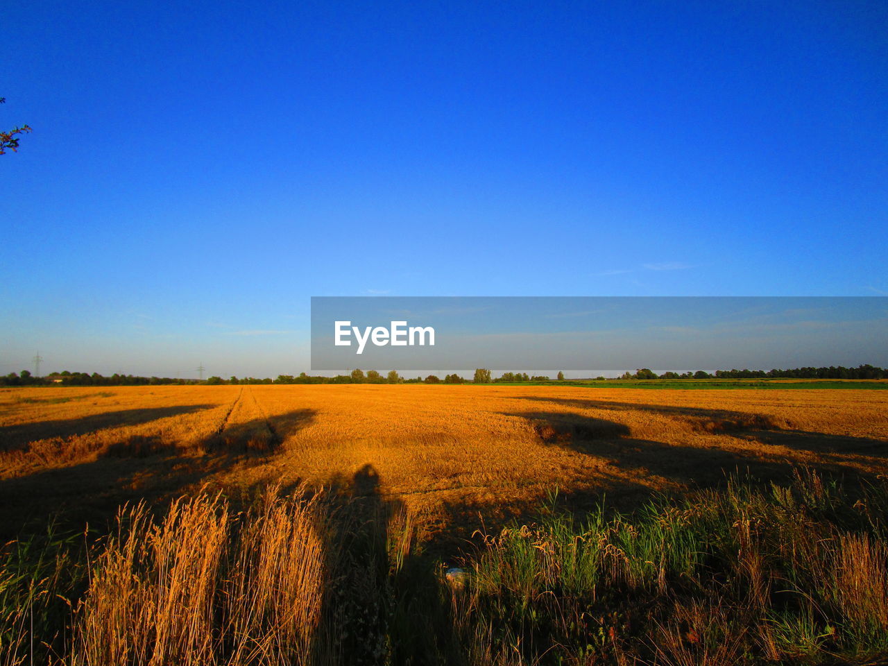 SCENIC VIEW OF FIELD AGAINST CLEAR SKY