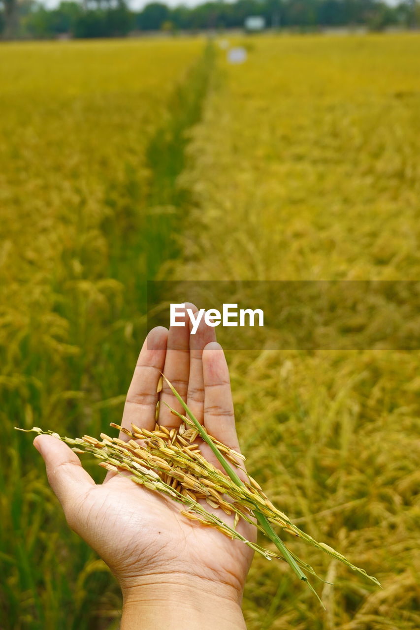 crop, agriculture, hand, grass, field, plant, landscape, rural scene, one person, food, sky, cereal plant, yellow, wheat, soil, nature, farm, meadow, environment, land, growth, focus on foreground, green, adult, holding, produce, grassland, triticale, prairie, flower, harvesting, food grain, close-up, day, leaf, sunlight, outdoors, tree, personal perspective, barley, gold, rapeseed, beauty in nature, finger, organic, farmer