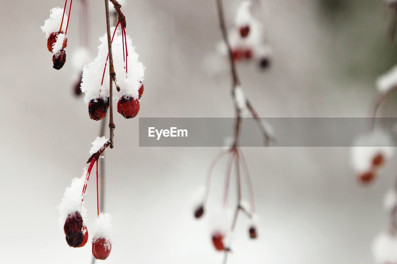 Close-up of snow covered berries hanging outdoors