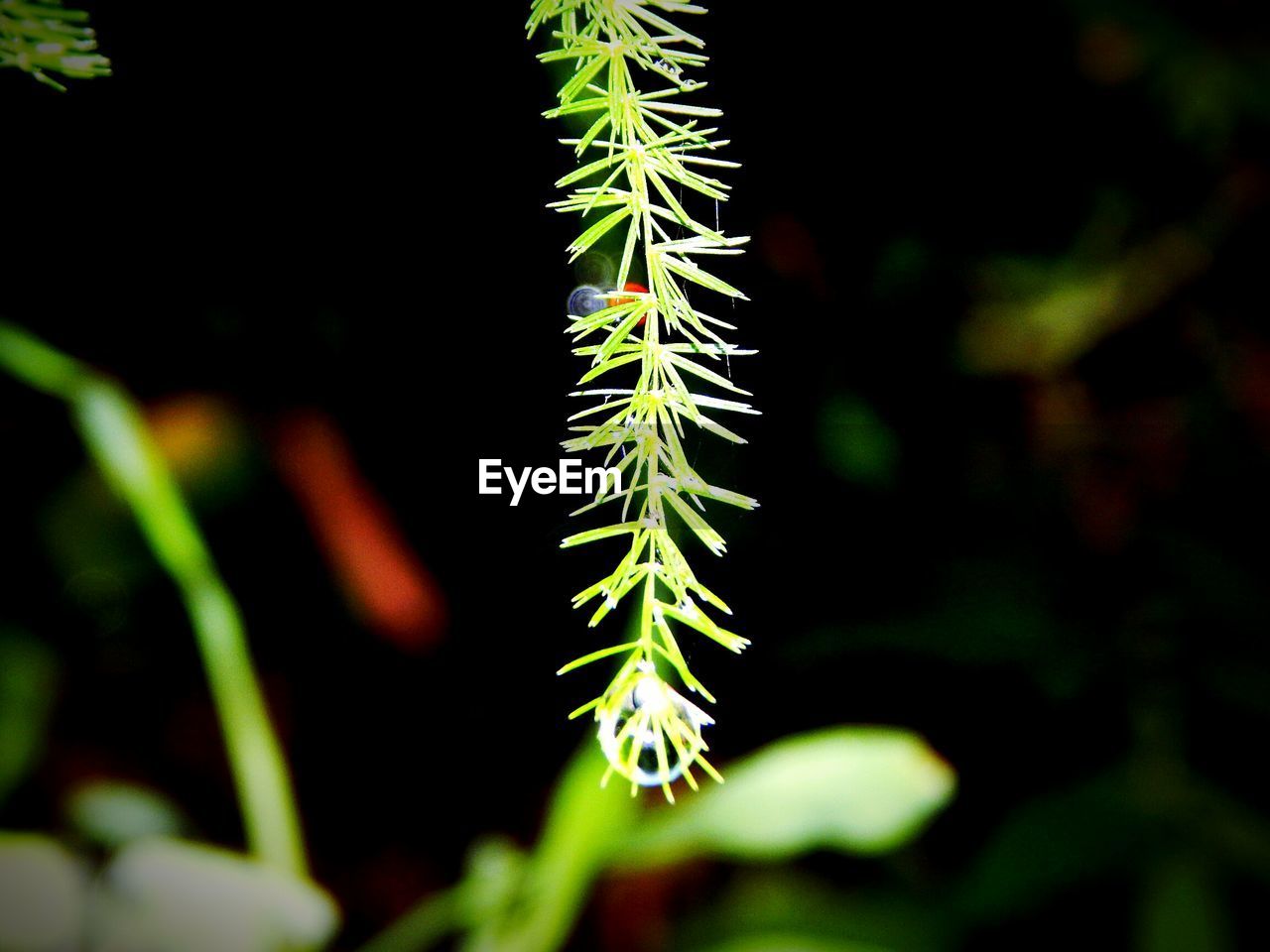 CLOSE-UP OF FRESH GREEN PLANT