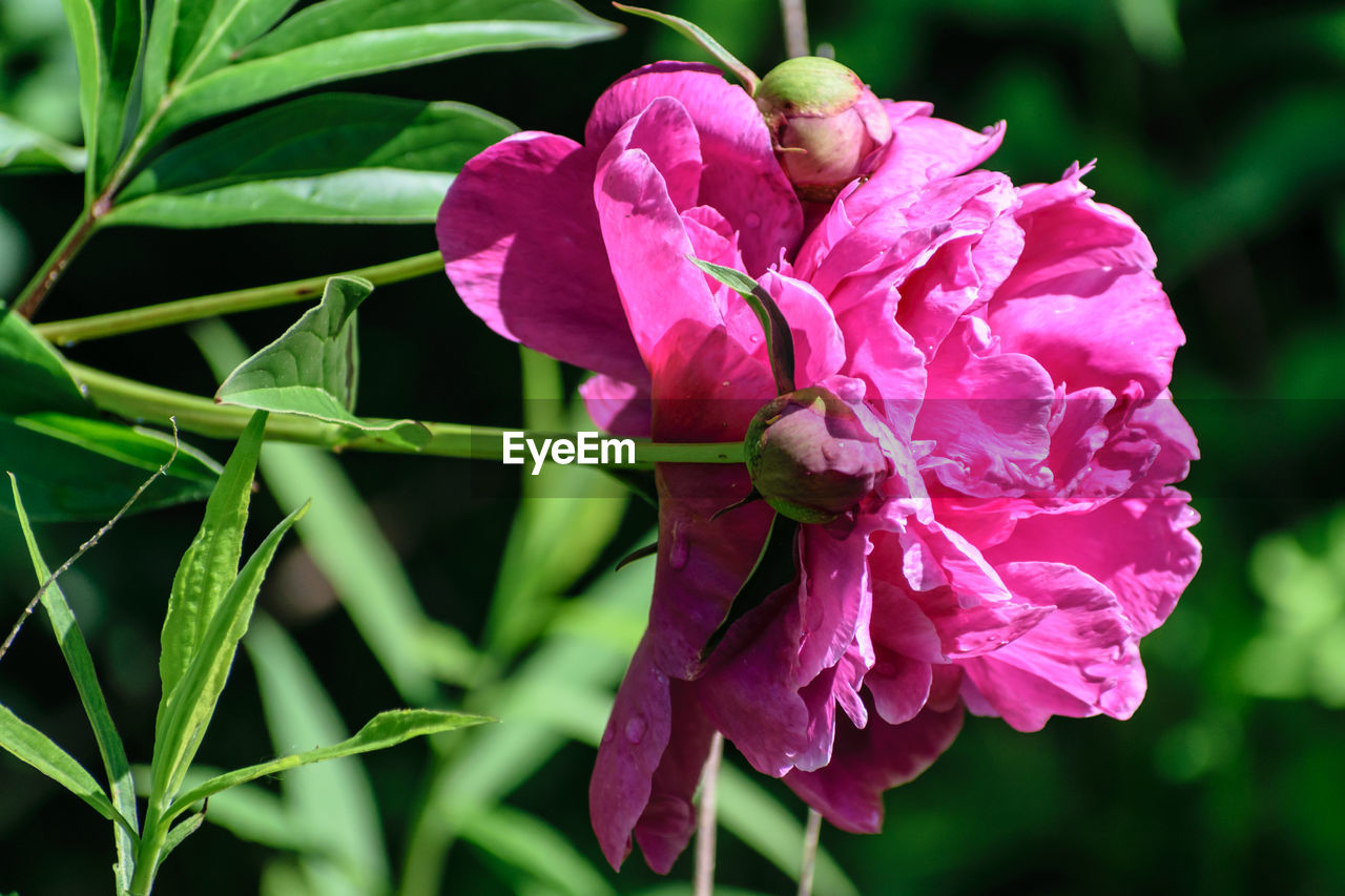 CLOSE-UP OF PINK FLOWERS