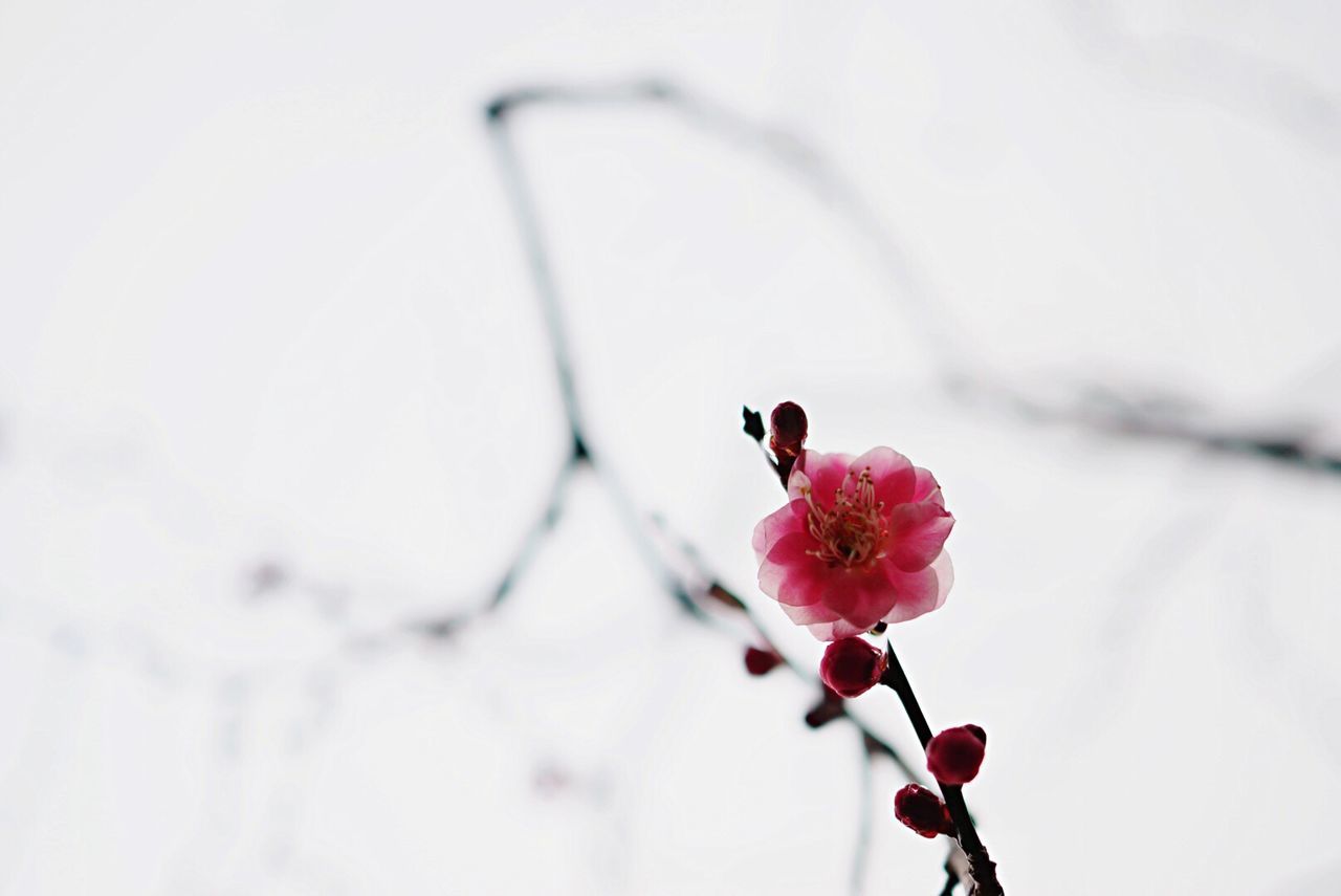 Low angle view of plum blossom on tree against sky