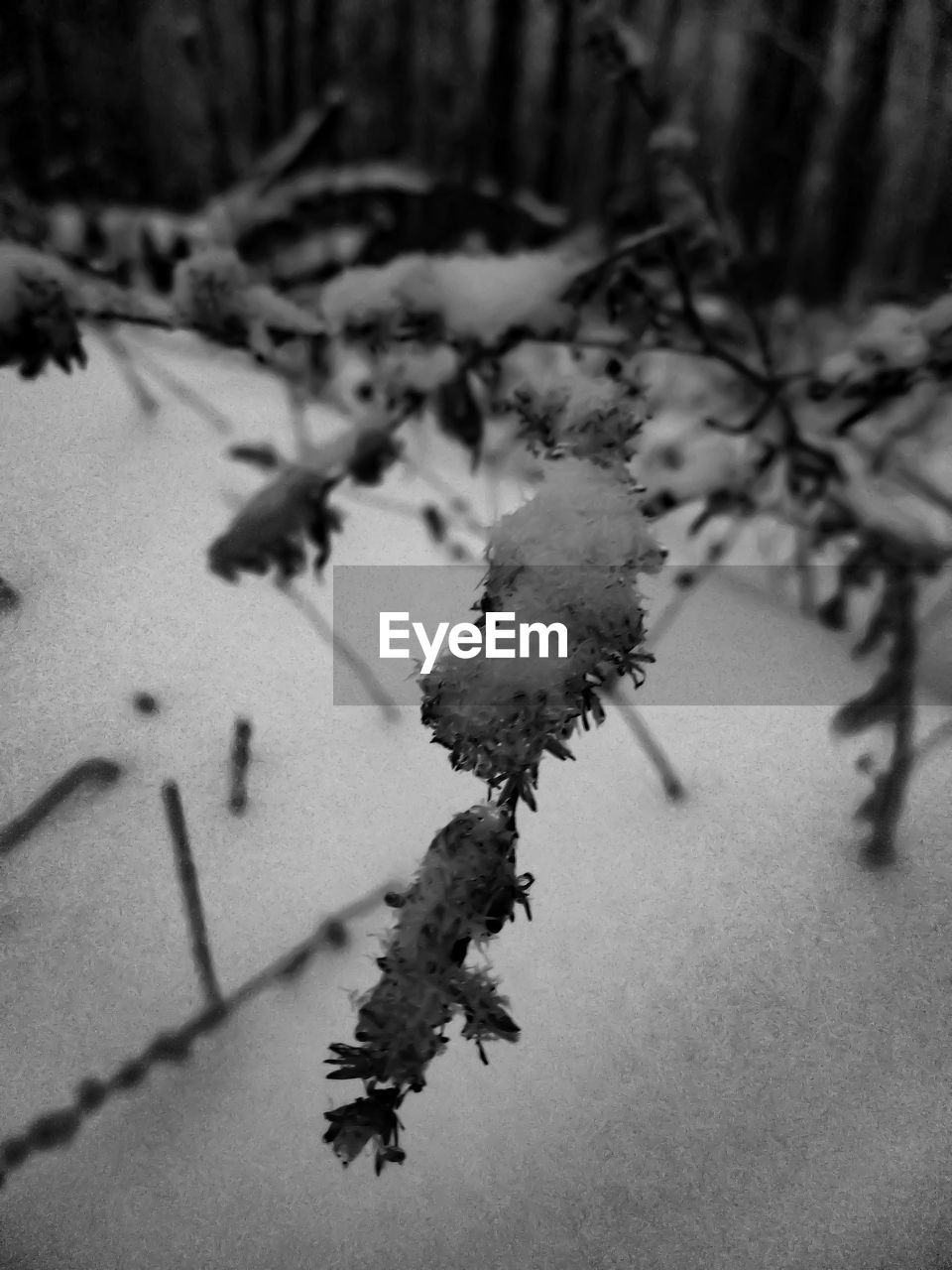 CLOSE-UP OF FROZEN PLANT ON SNOW