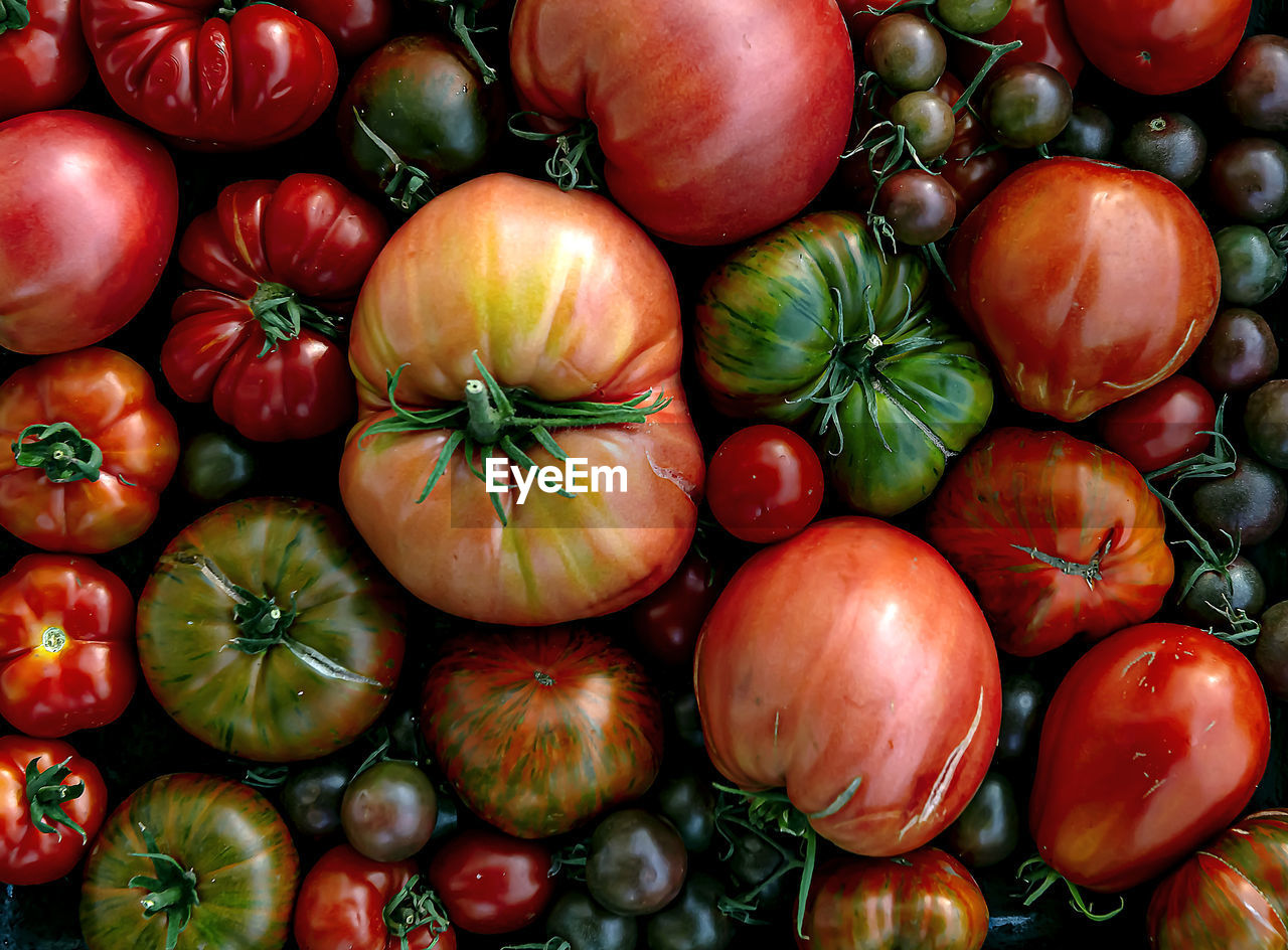 Multicolored tomatoes of different sizes and types, in appearance, a horizontal composition.poster