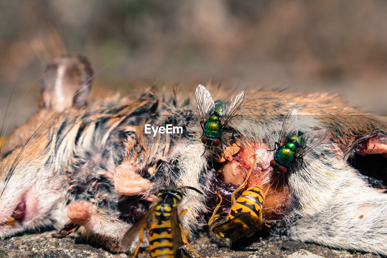 Close-up of dead mouse and insects.