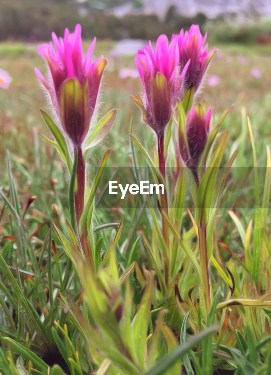 Close-up of pink flowers blooming on field