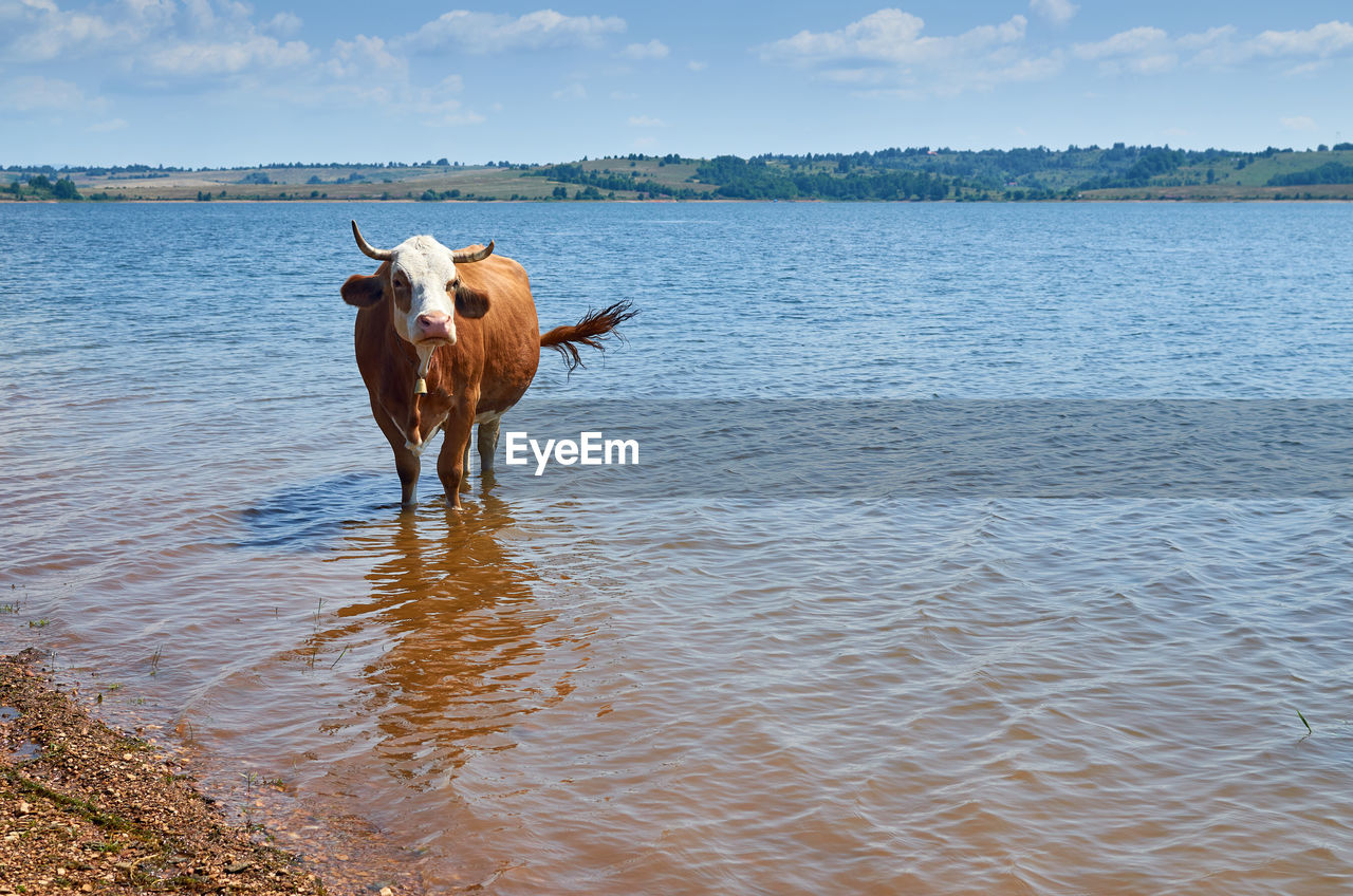 Cow with a bell refreshing in a lake in summer