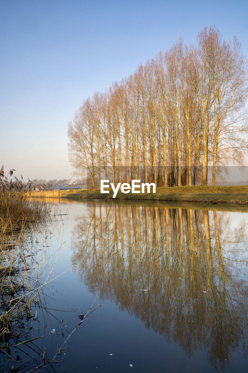 TREES BY LAKE AGAINST SKY