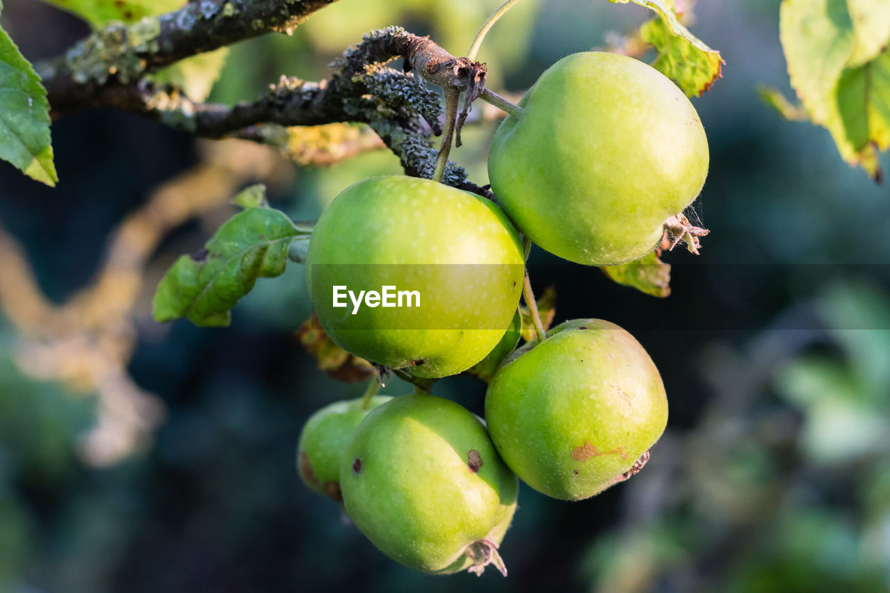 CLOSE-UP OF FRUITS GROWING ON PLANT