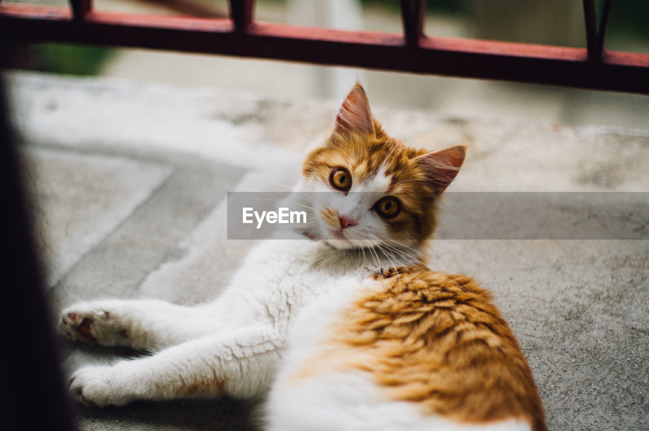 Portrait of orange cat lying on hardwood floor at home