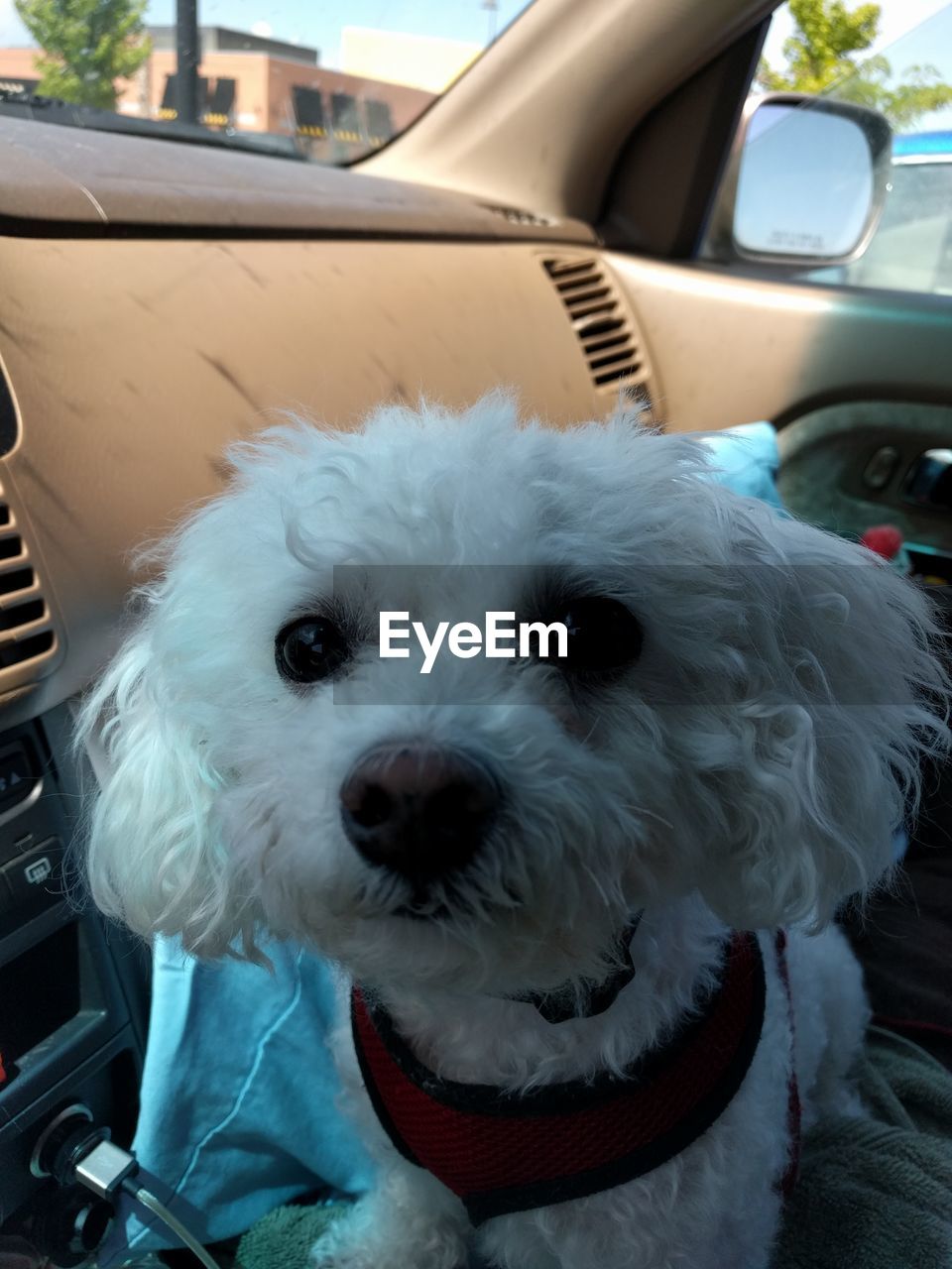 CLOSE-UP PORTRAIT OF DOG