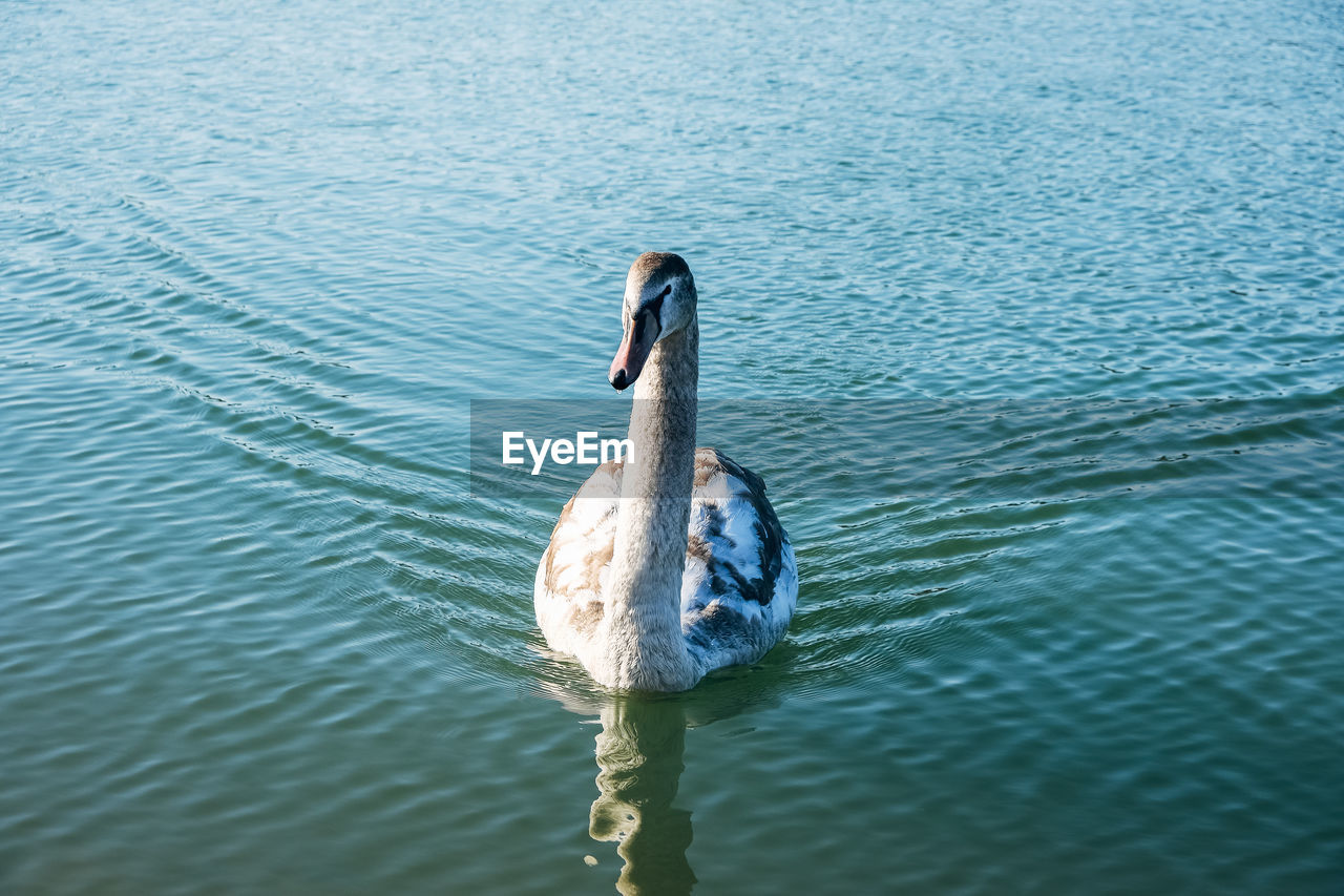 Swan swimming in lake