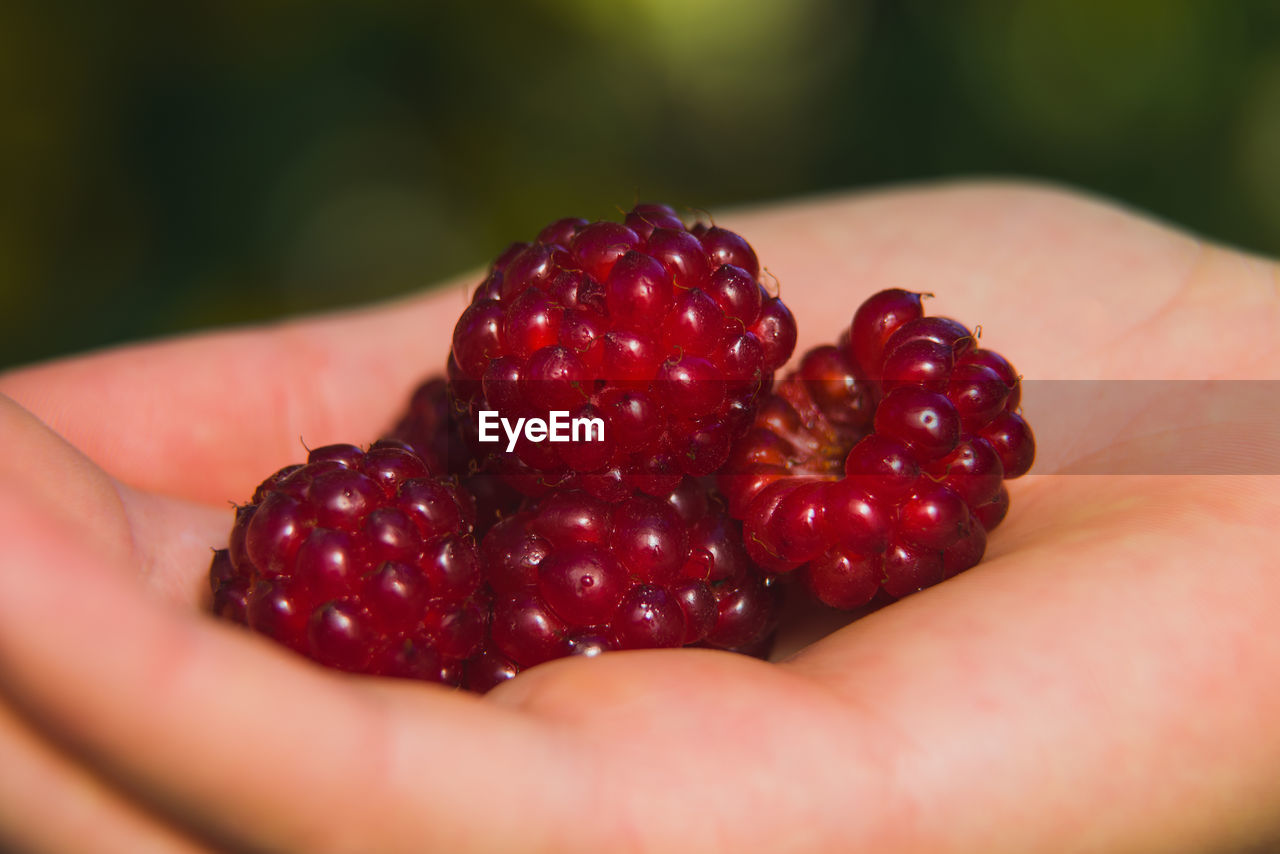 A handful of red blackberries in a woman's hand.