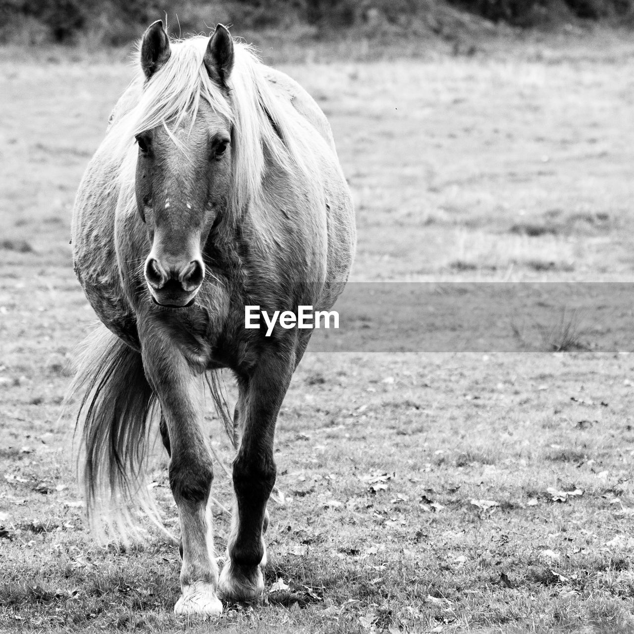 HORSE RUNNING IN A FIELD