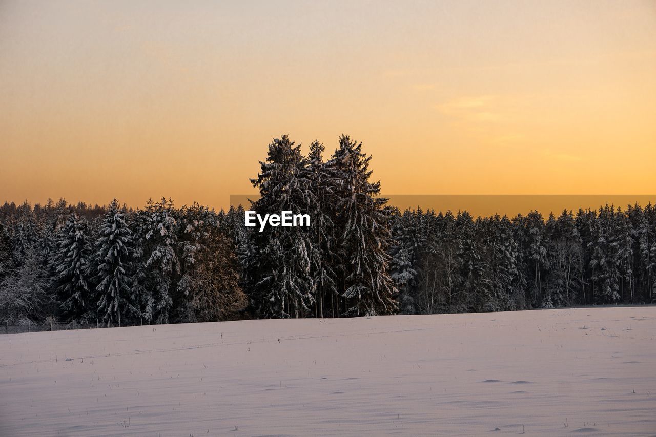 Trees on snowy field against sky during sunset