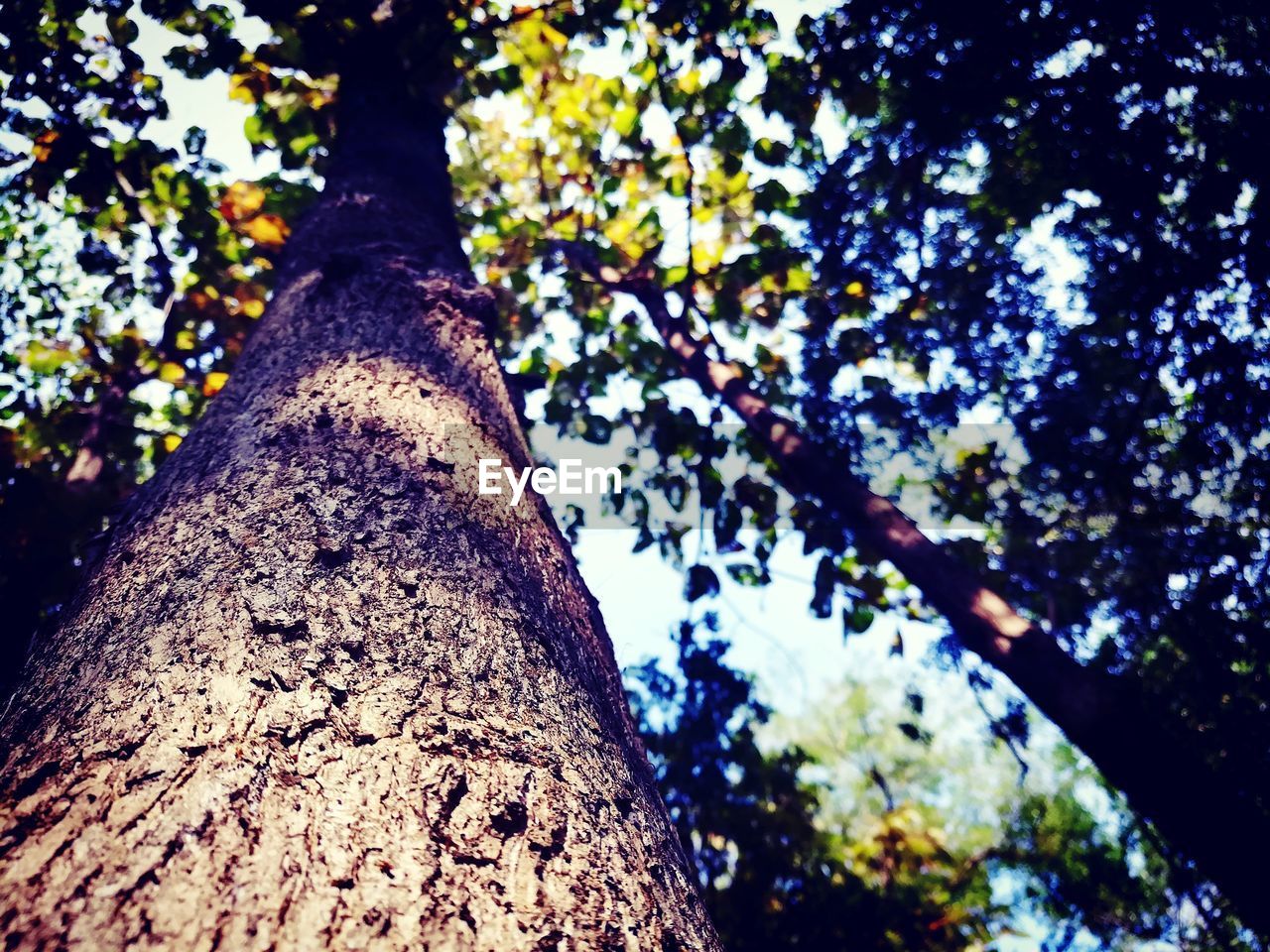 LOW ANGLE VIEW OF TREE IN FOREST AGAINST SKY