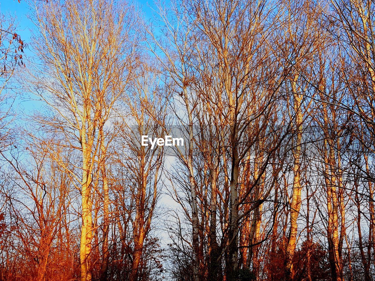 LOW ANGLE VIEW OF TREES IN FOREST